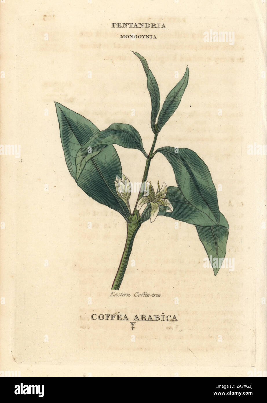 Coffee, Coffea arabica. Handcoloured copperplate engraving after an illustration by Richard Duppa from his The Classes and Orders of the Linnaean System of Botany, Longman, Hurst, London, 1816. Stock Photo