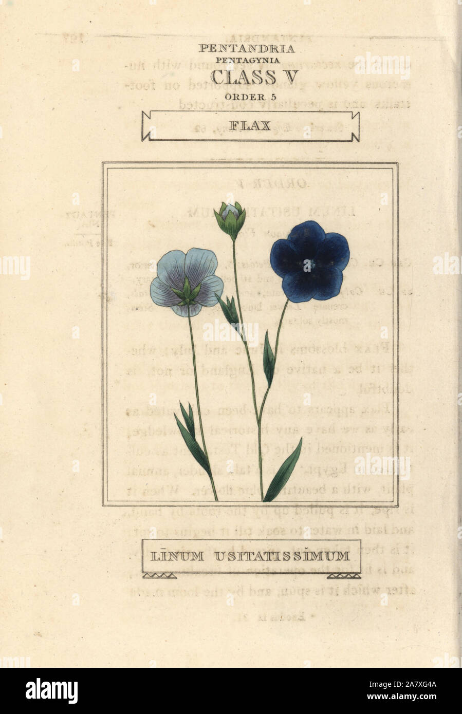 Flax, Linum usitatissimum. Handcoloured copperplate engraving after an illustration by Richard Duppa from his The Classes and Orders of the Linnaean System of Botany, Longman, Hurst, London, 1816. Stock Photo