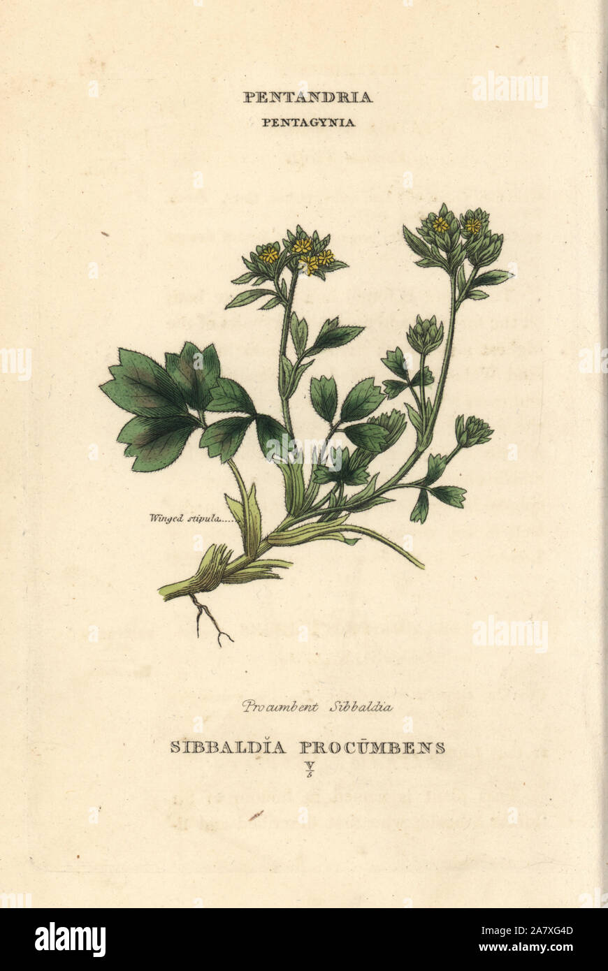 Creeping sibbaldia, Sibbaldia procumbens. Handcoloured copperplate engraving after an illustration by Richard Duppa from his The Classes and Orders of the Linnaean System of Botany, Longman, Hurst, London, 1816. Stock Photo