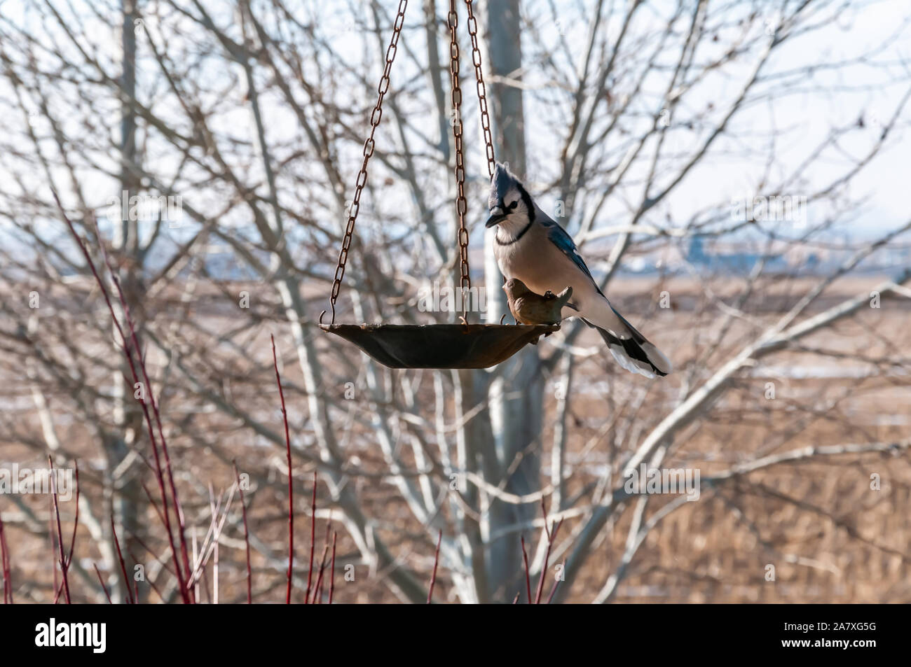 Cautious Blue Jay ready to eat out of the bird feeder Stock Photo
