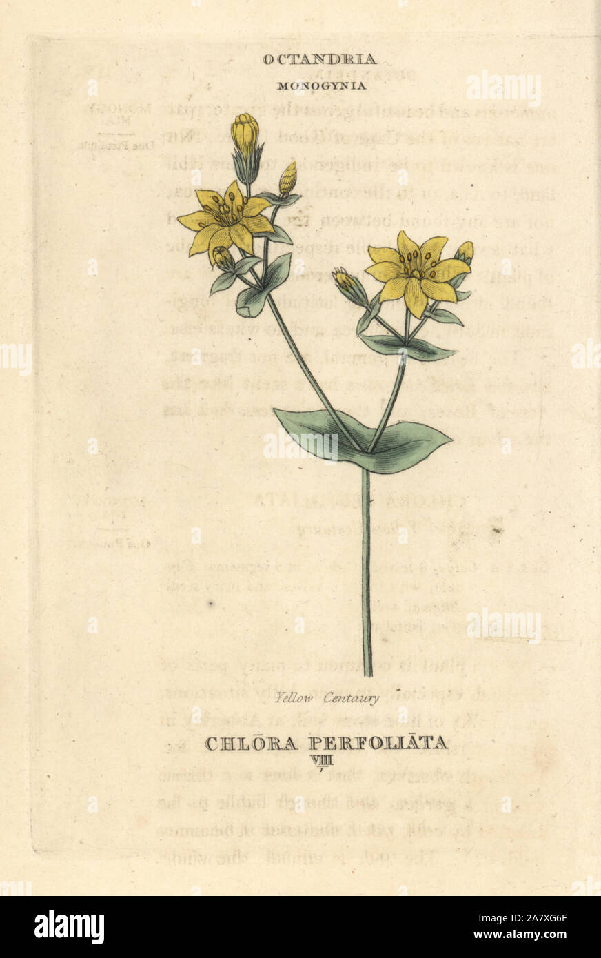 Yellow-wort, Blackstonia perfoliata (Yellow centaury, Chlora perfoliata). Handcoloured copperplate engraving after an illustration by Richard Duppa from his The Classes and Orders of the Linnaean System of Botany, Longman, Hurst, London, 1816. Stock Photo