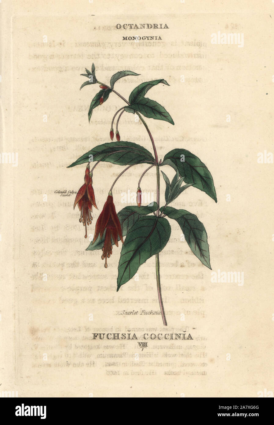 Scarlet fuchsia, Fuchsia coccinea (Fuchsia coccinia). Handcoloured copperplate engraving after an illustration by Richard Duppa from his The Classes and Orders of the Linnaean System of Botany, Longman, Hurst, London, 1816. Stock Photo