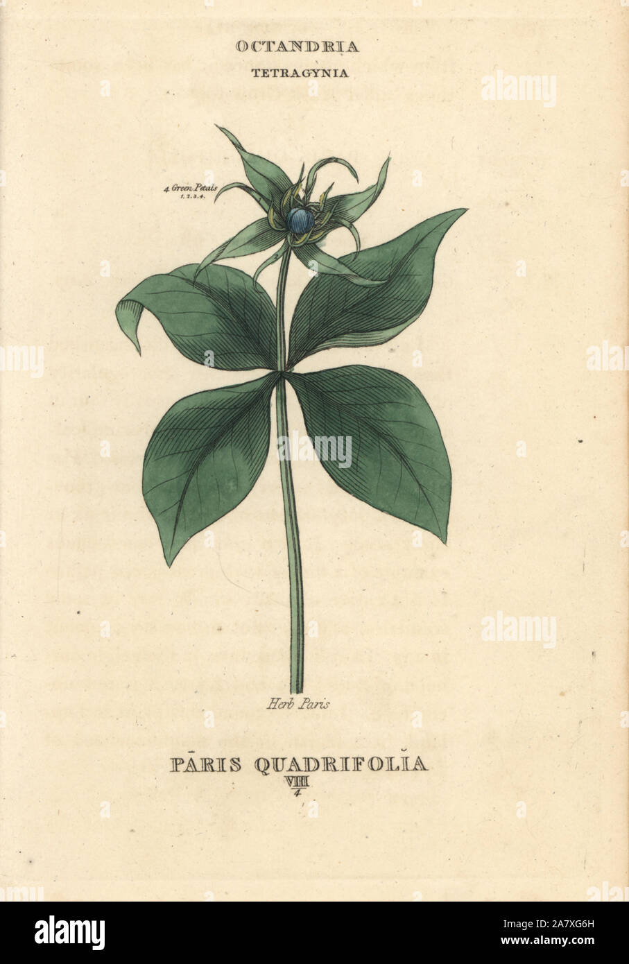 Herb Paris, Paris quadrifolia. Handcoloured copperplate engraving after an illustration by Richard Duppa from his The Classes and Orders of the Linnaean System of Botany, Longman, Hurst, London, 1816. Stock Photo