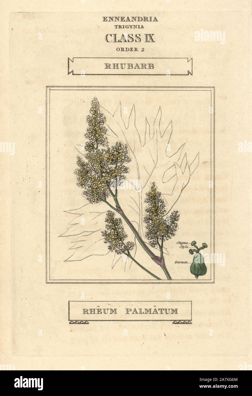 Rhubarb, Rheum palmatum. Handcoloured copperplate engraving after an illustration by Richard Duppa from his The Classes and Orders of the Linnaean System of Botany, Longman, Hurst, London, 1816. Stock Photo