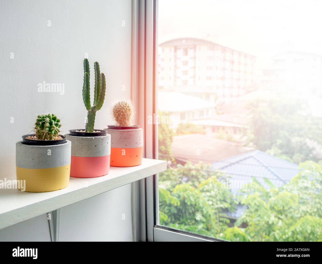 Cactus plants in colorful modern geometric concrete planters on white shelf near window glass with copy space. Beautiful painted concrete pots. Stock Photo