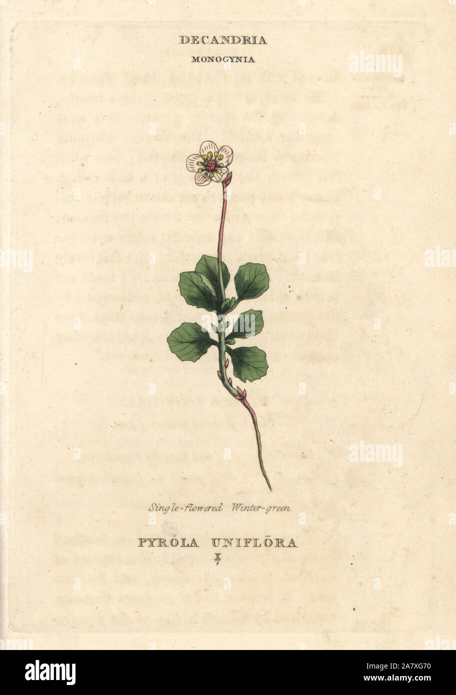 Single-flowered wintergreen, Moneses uniflora (Pyrola uniflora). Handcoloured copperplate engraving after an illustration by Richard Duppa from his The Classes and Orders of the Linnaean System of Botany, Longman, Hurst, London, 1816. Stock Photo
