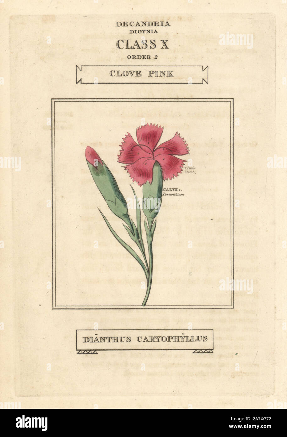 Clove Carnation. Fine art print.