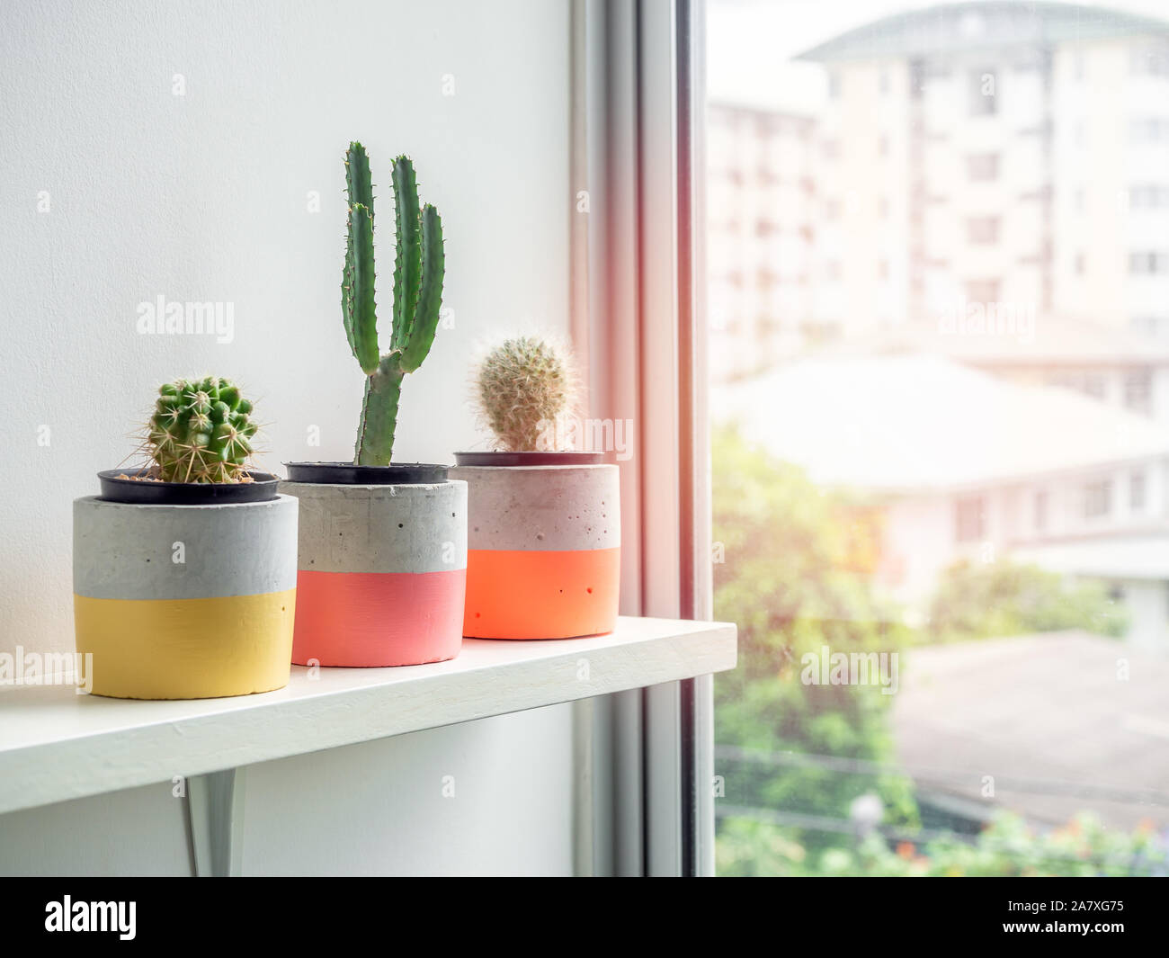 Cactus plants in colorful modern geometric concrete planters on white shelf  near window glass with copy space. Beautiful painted concrete pots Stock  Photo - Alamy