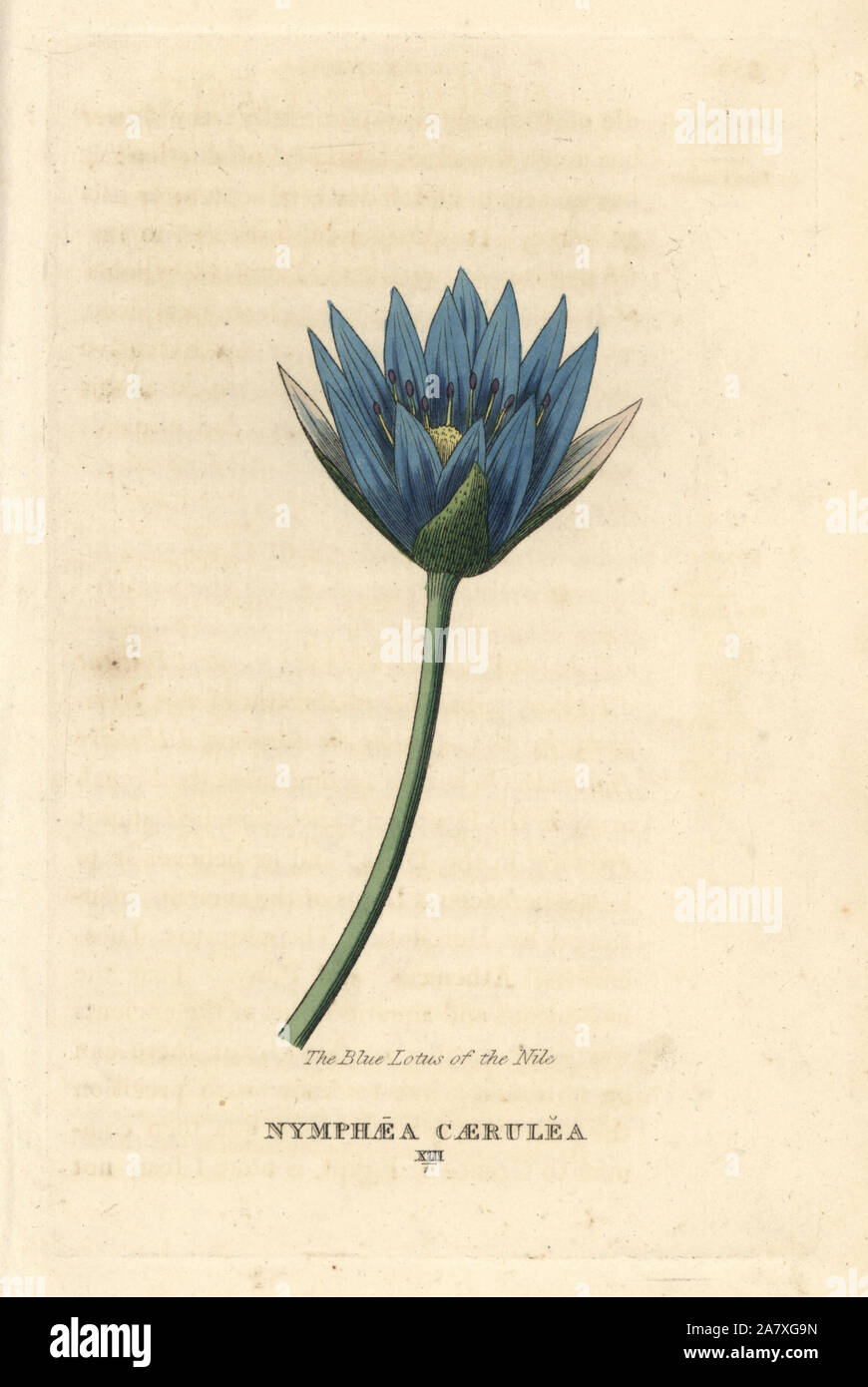 Blue Lotus Of The Nile Hi Res Stock Photography And Images Alamy
