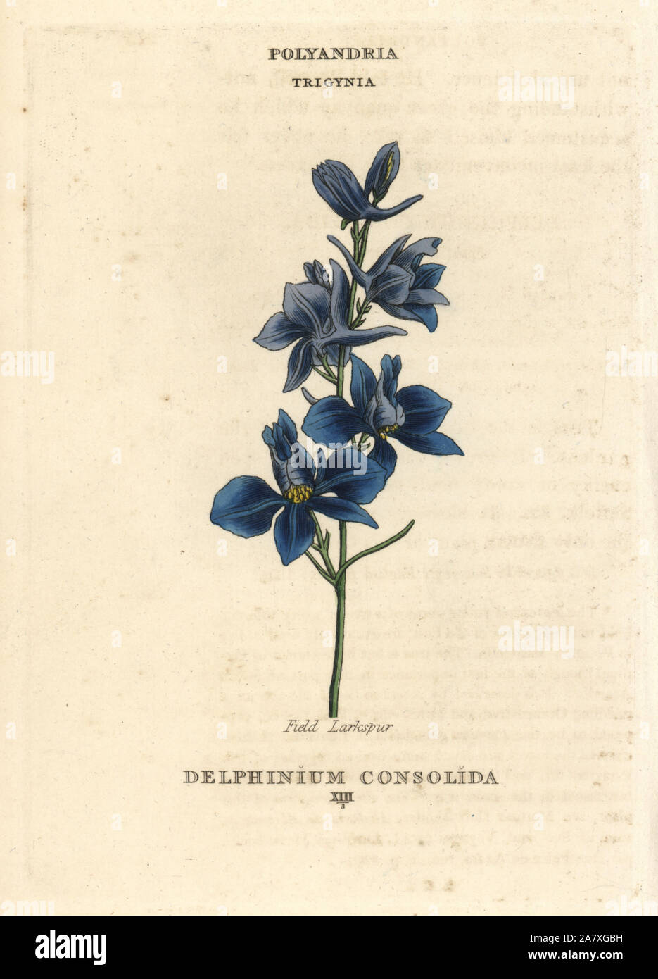 Field larkspur, Consolida regalis (Delphinium consolida). Handcoloured copperplate engraving after an illustration by Richard Duppa from his The Classes and Orders of the Linnaean System of Botany, Longman, Hurst, London, 1816. Stock Photo