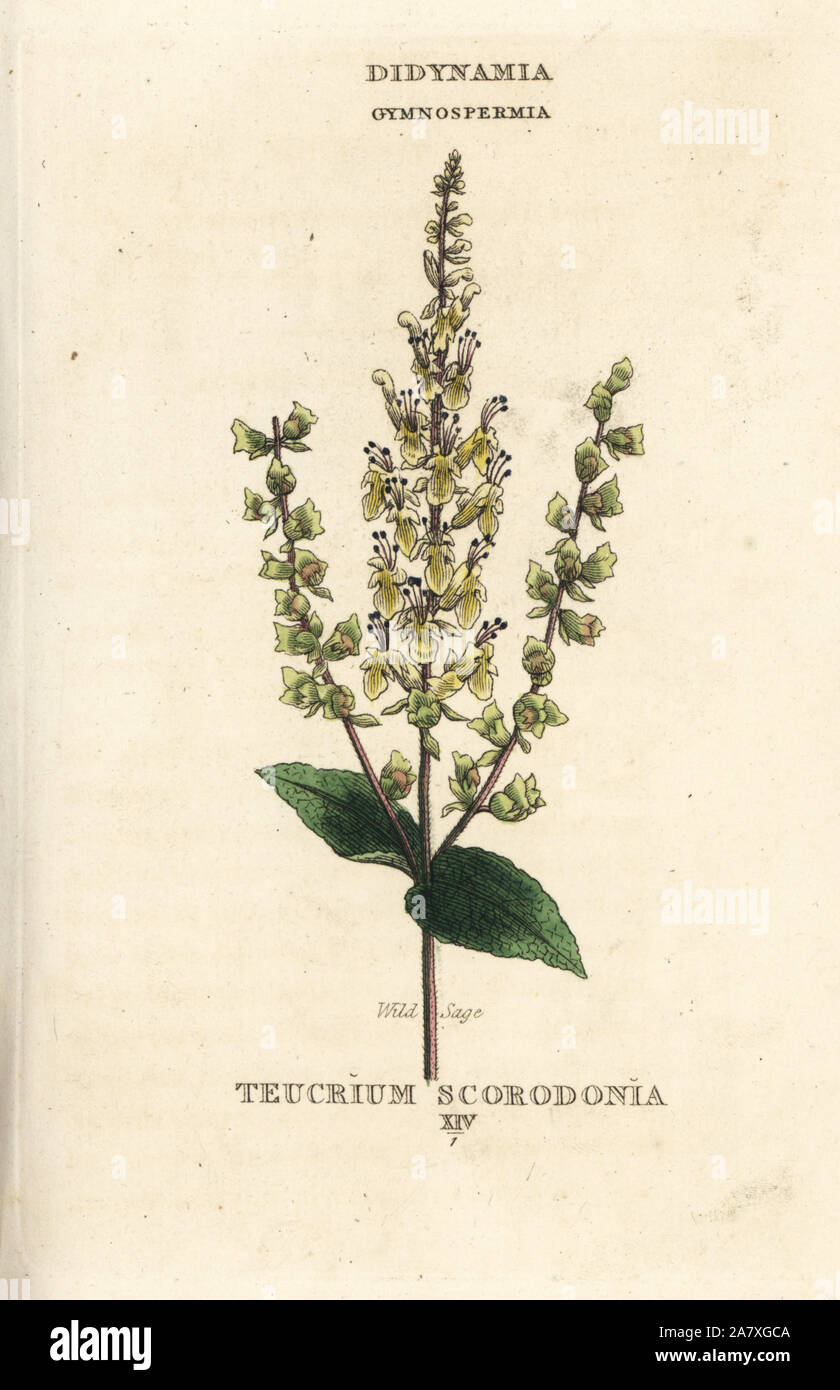 Wild sage, Teucrium scorodonia. Handcoloured copperplate engraving after an illustration by Richard Duppa from his The Classes and Orders of the Linnaean System of Botany, Longman, Hurst, London, 1816. Stock Photo