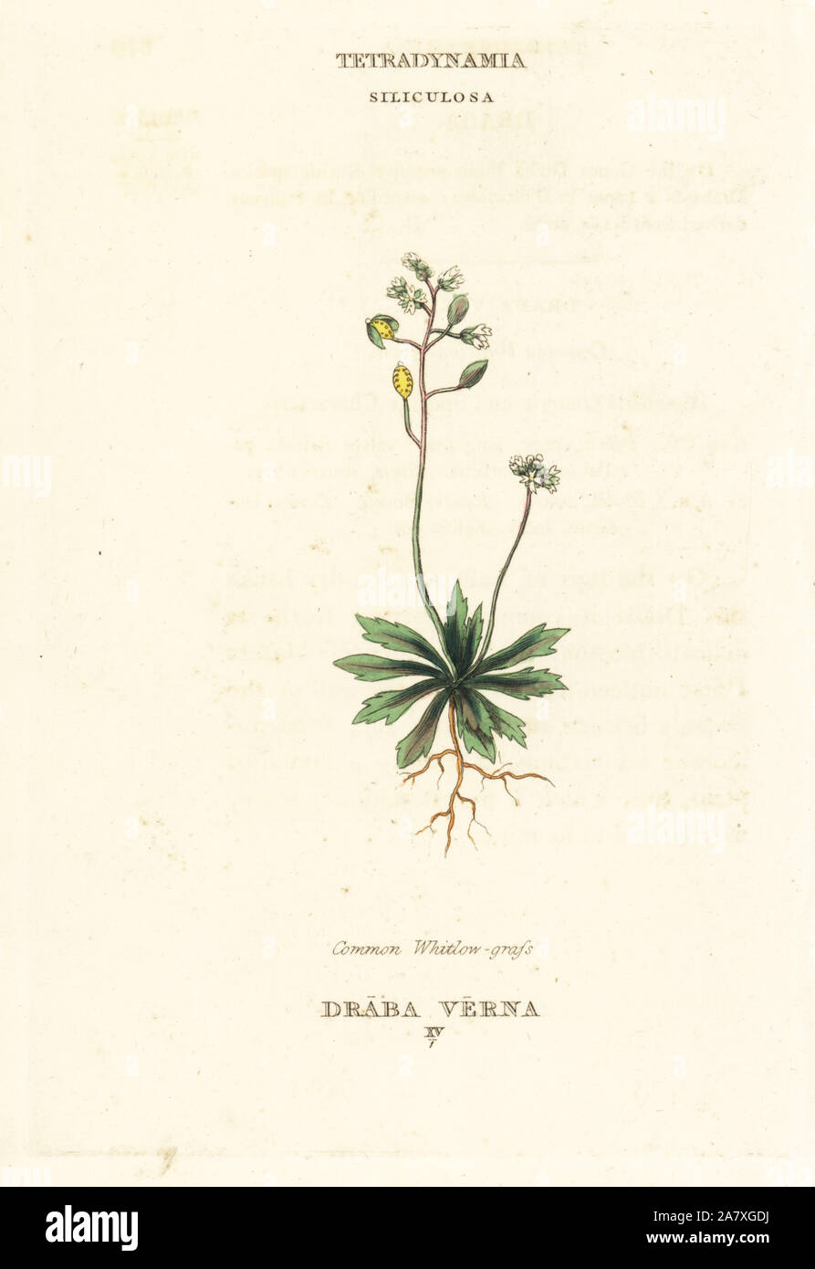 Common whitlow grass, Erophila verna (Draba verna). Handcoloured copperplate engraving after an illustration by Richard Duppa from his The Classes and Orders of the Linnaean System of Botany, Longman, Hurst, London, 1816. Stock Photo