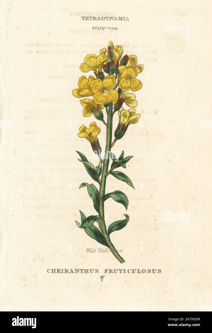 Wild wallflower, Matthiola fruticulosa  (Cheiranthus fruticulosus). Handcoloured copperplate engraving after an illustration by Richard Duppa from his The Classes and Orders of the Linnaean System of Botany, Longman, Hurst, London, 1816. Stock Photo