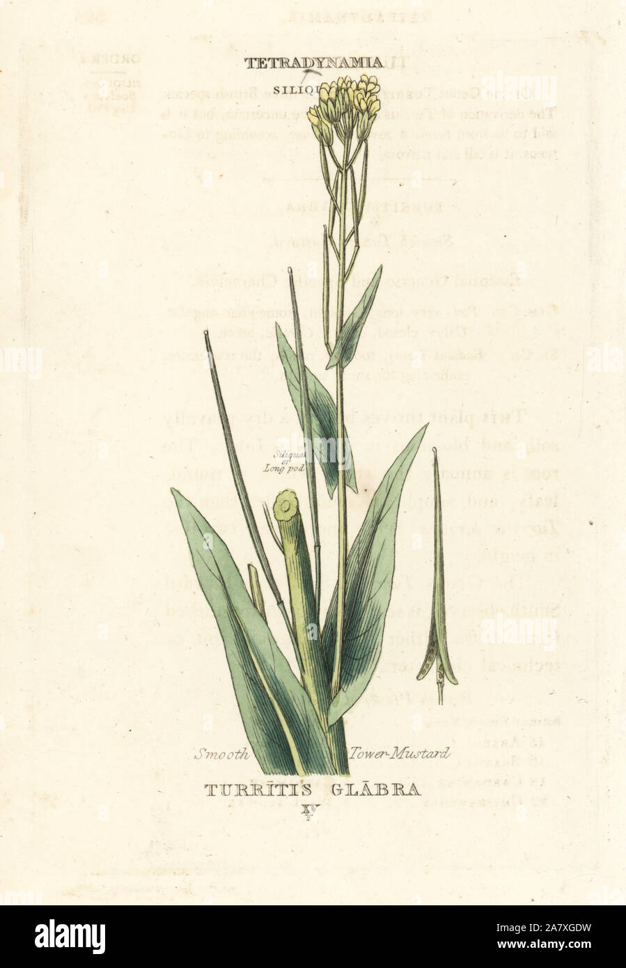 Smooth tower mustard, Turritis glabra. Handcoloured copperplate engraving after an illustration by Richard Duppa from his The Classes and Orders of the Linnaean System of Botany, Longman, Hurst, London, 1816. Stock Photo
