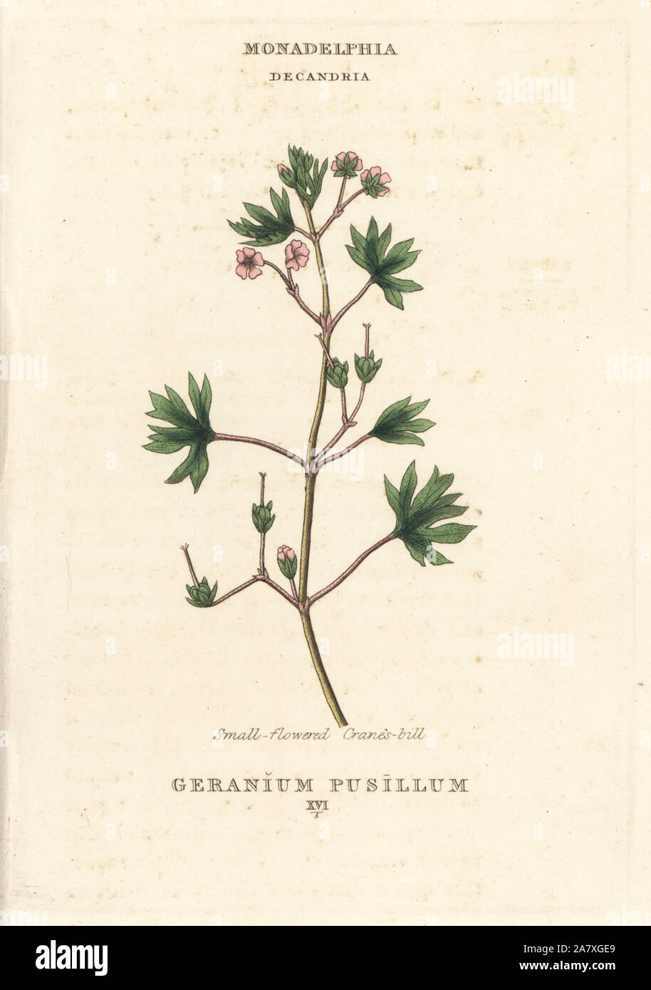 Small-flowered cranes-bill, Geranium pusillum. Handcoloured copperplate engraving after an illustration by Richard Duppa from his The Classes and Orders of the Linnaean System of Botany, Longman, Hurst, London, 1816. Stock Photo