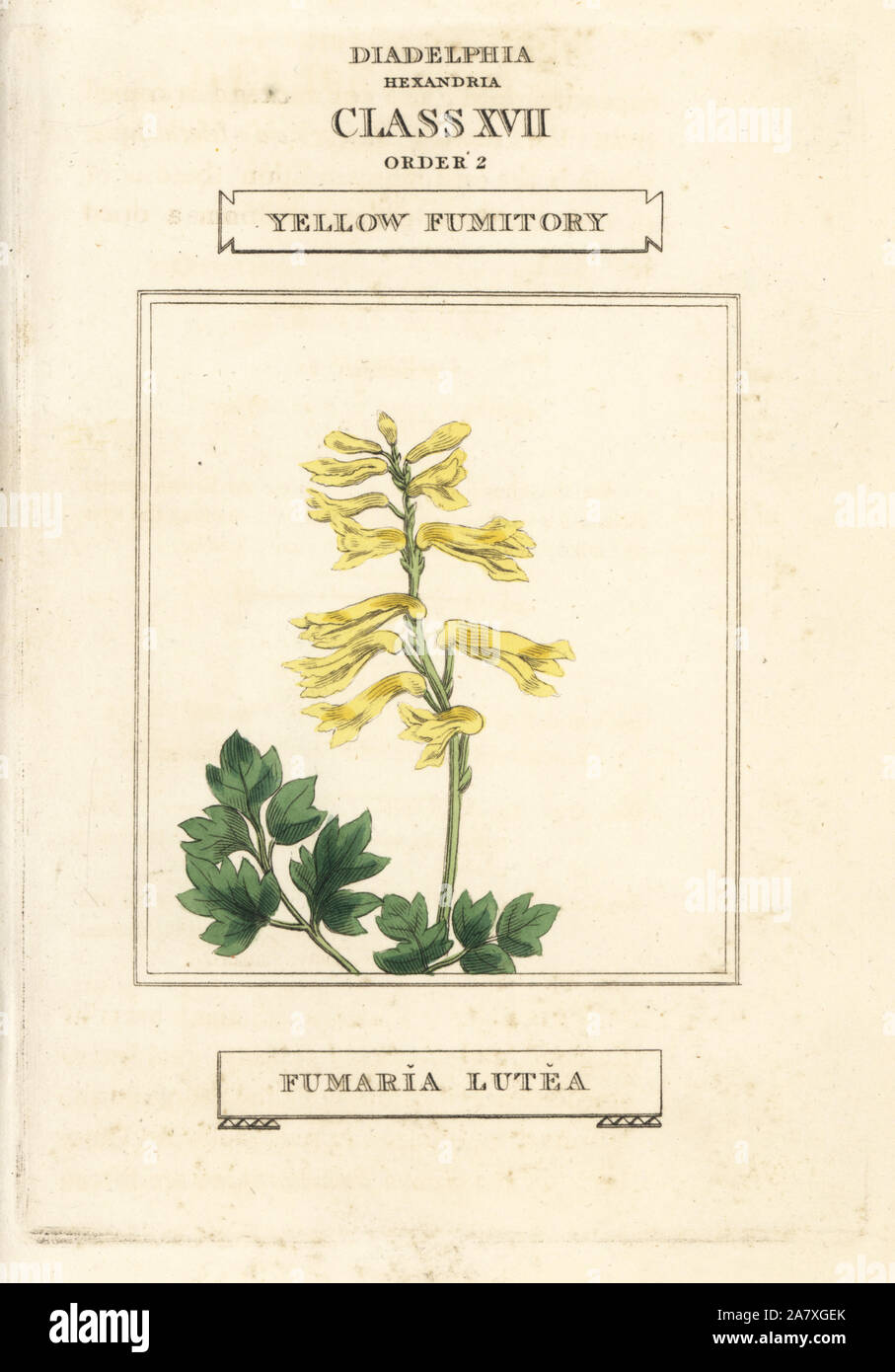 Yellow corydalis, Pseudofumaria lutea (Yellow fumitory, Fumaria lutea). Handcoloured copperplate engraving after an illustration by Richard Duppa from his The Classes and Orders of the Linnaean System of Botany, Longman, Hurst, London, 1816. Stock Photo