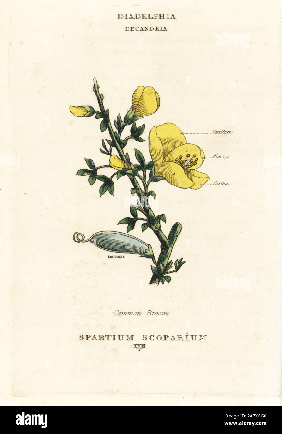 Common broom, Cytisus scoparius (Spartium scoparium). Handcoloured copperplate engraving after an illustration by Richard Duppa from his The Classes and Orders of the Linnaean System of Botany, Longman, Hurst, London, 1816. Stock Photo