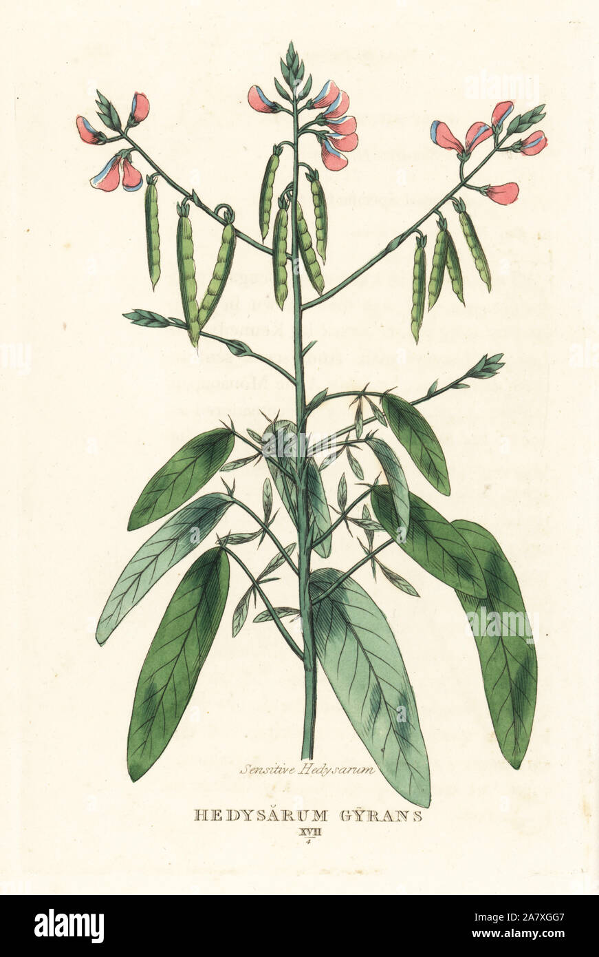 Telegraph plant, Codariocalyx motorius (Sensitive hedysarum, Hedysarum gyrans). Handcoloured copperplate engraving after an illustration by Richard Duppa from his The Classes and Orders of the Linnaean System of Botany, Longman, Hurst, London, 1816. Stock Photo