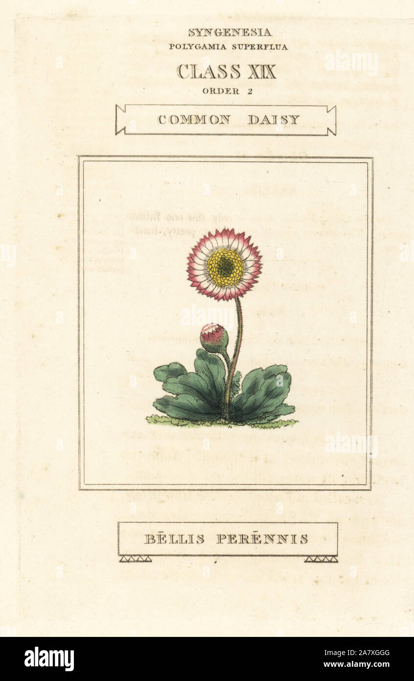 Common daisy, Bellis perennis. Handcoloured copperplate engraving after an illustration by Richard Duppa from his The Classes and Orders of the Linnaean System of Botany, Longman, Hurst, London, 1816. Stock Photo