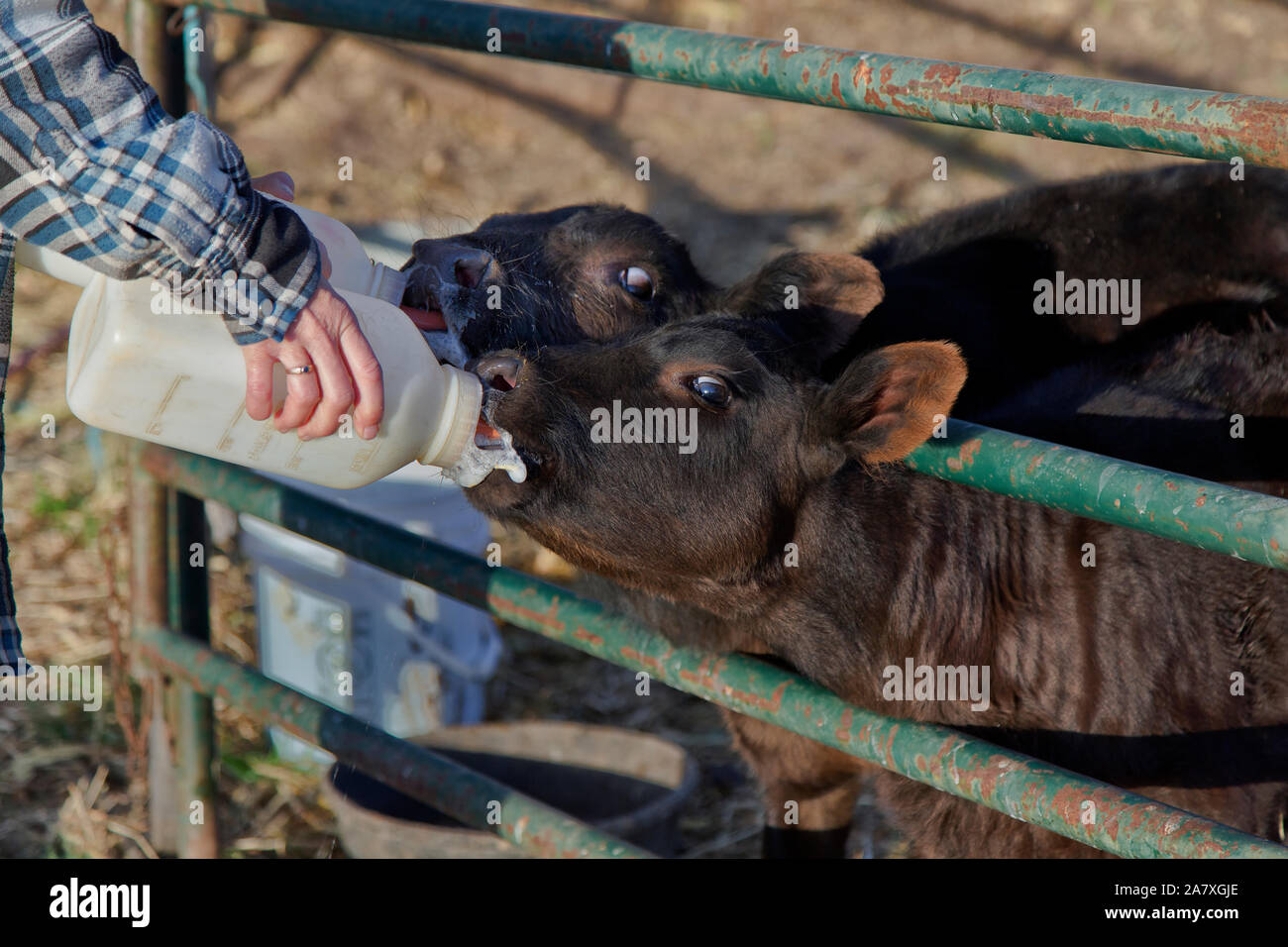 Hand holding,  'bottle feeding',  two young orphaned  Black Angus X calves contained  in pen, cattle ranch. Stock Photo