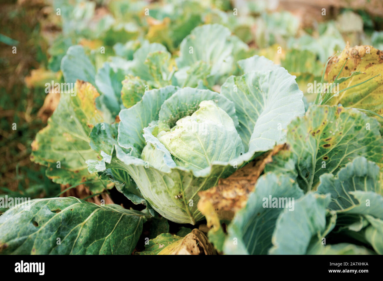 Cabbage of dries leaves on plantation in farm Stock Photo Alamy