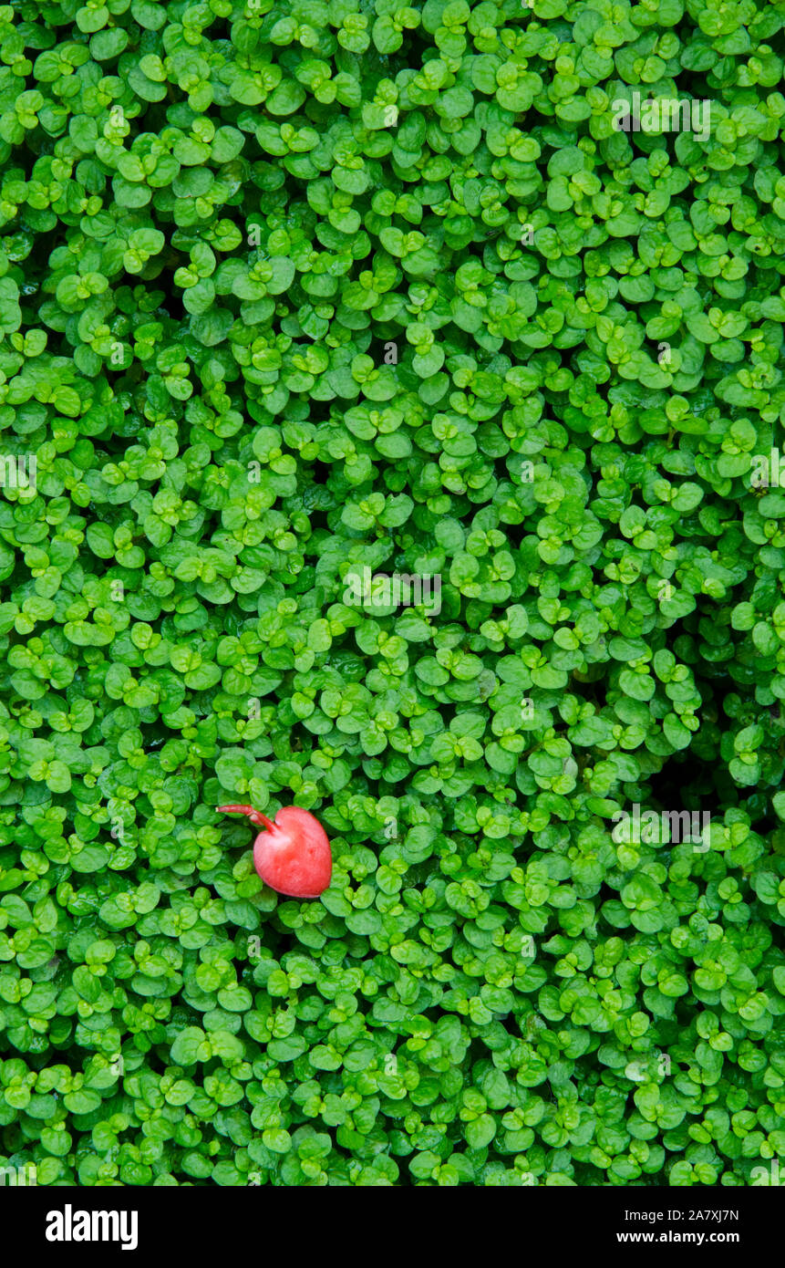 Red heart shaped Begonia flower over a green fresh surface of baby's tears Stock Photo