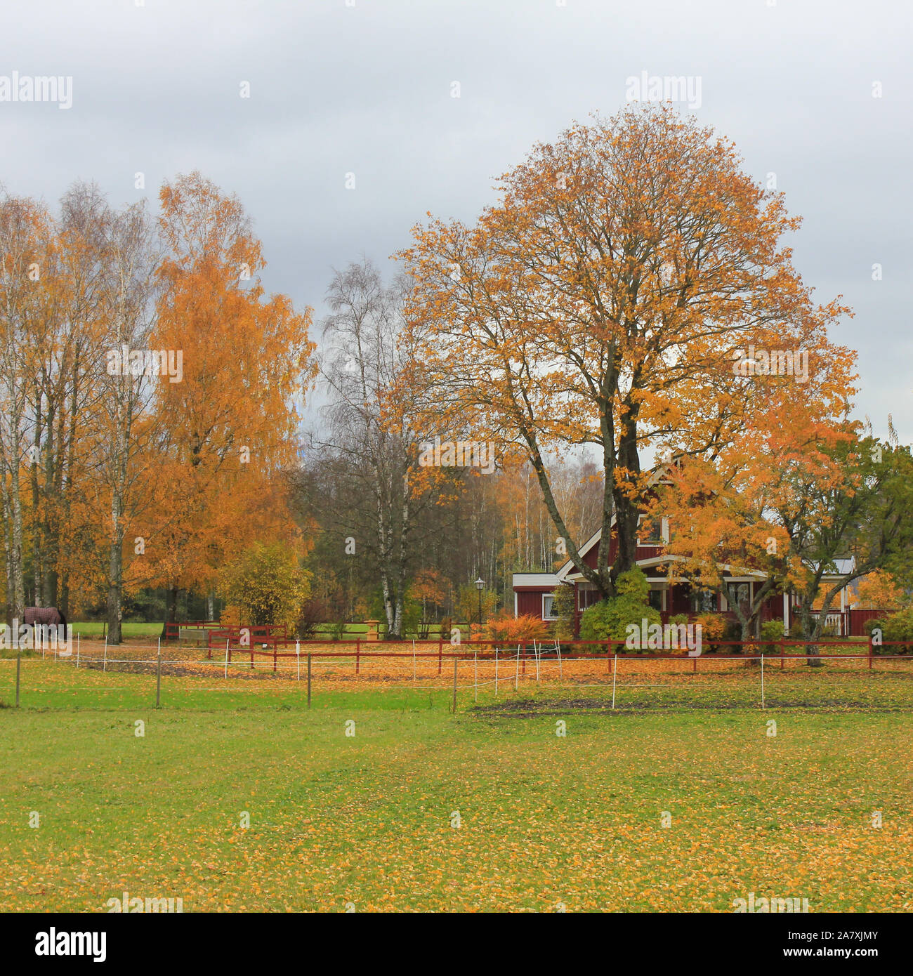Tree and beautiful house on a October day in Mellerud, Sweden Stock ...