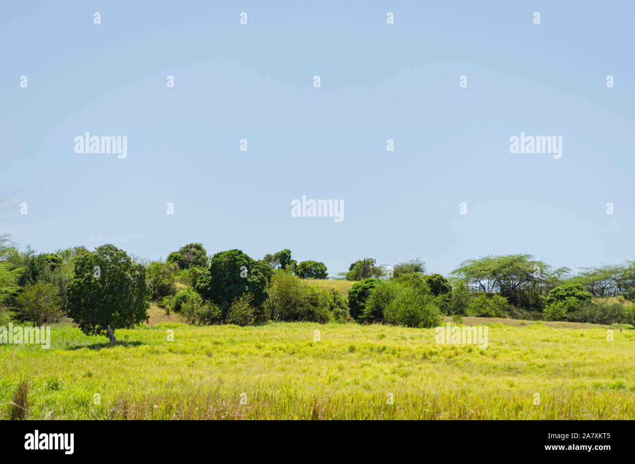 Flat Grassland In Jamaica Stock Photo Alamy