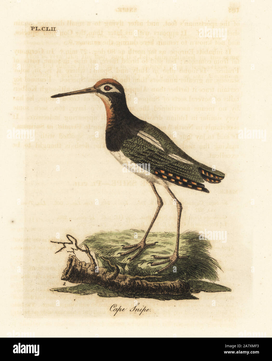 Greater painted-snipe, Rostratula benghalensis (Cape snipe, Scolopax capensis). Handcoloured copperplate drawn and engraved by John Latham from his own A General History of Birds, Winchester, 1824. Stock Photo