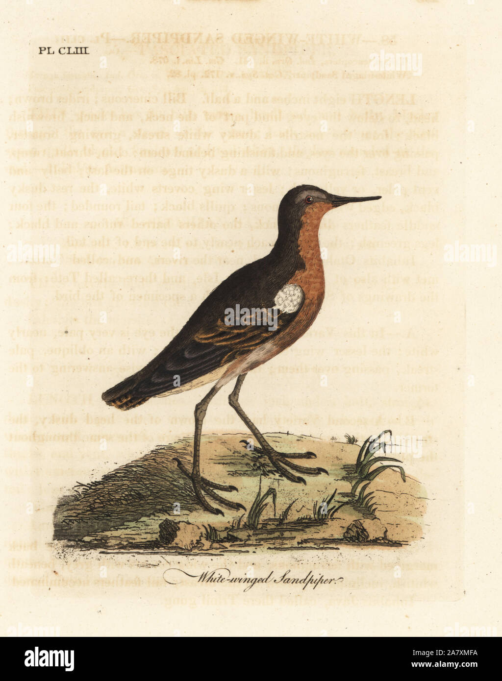 Tahitian sandpiper, Prosobonia leucoptera. Extinct. (White-winged sandpiper, Tringa leucoptera.) Handcoloured copperplate drawn and engraved by John Latham from his own A General History of Birds, Winchester, 1824. Stock Photo