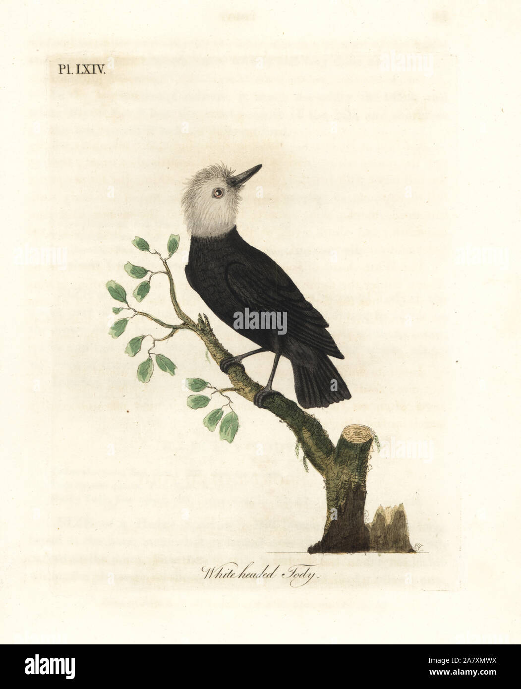 White-headed marsh tyrant, Arundinicola leucocephala (White-headed tody, Todus leucocephalus). Handcoloured copperplate drawn and engraved by John Latham from his own A General History of Birds, Winchester, 1822. Stock Photo