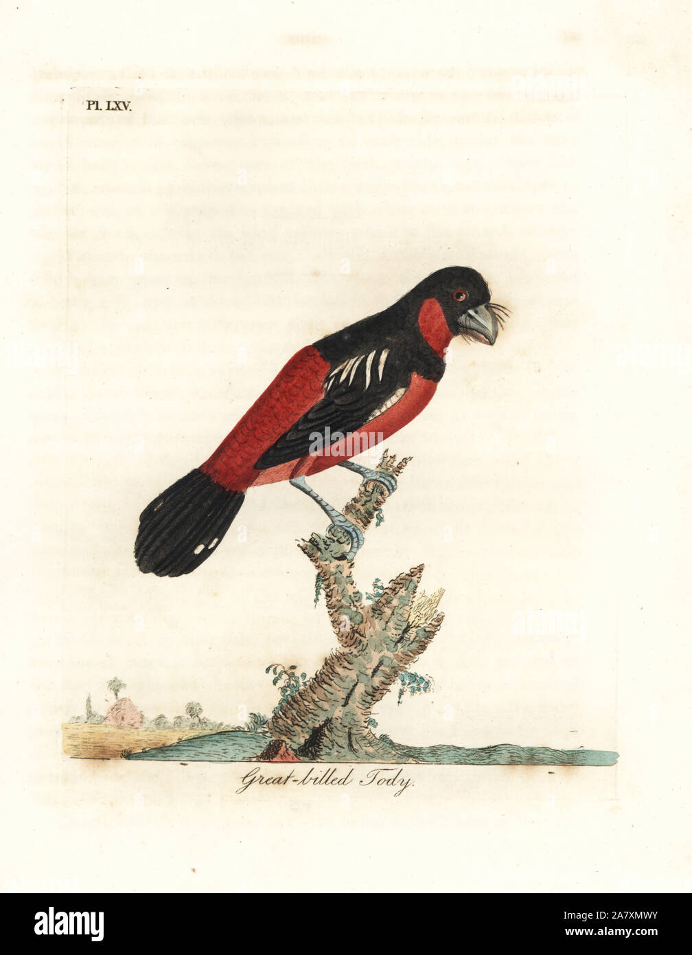 Black-and-red broadbill, Cymbirhynchus macrorhynchos (Great-billed tody, Todus nasutus). Handcoloured copperplate drawn and engraved by John Latham from his own A General History of Birds, Winchester, 1822. Stock Photo