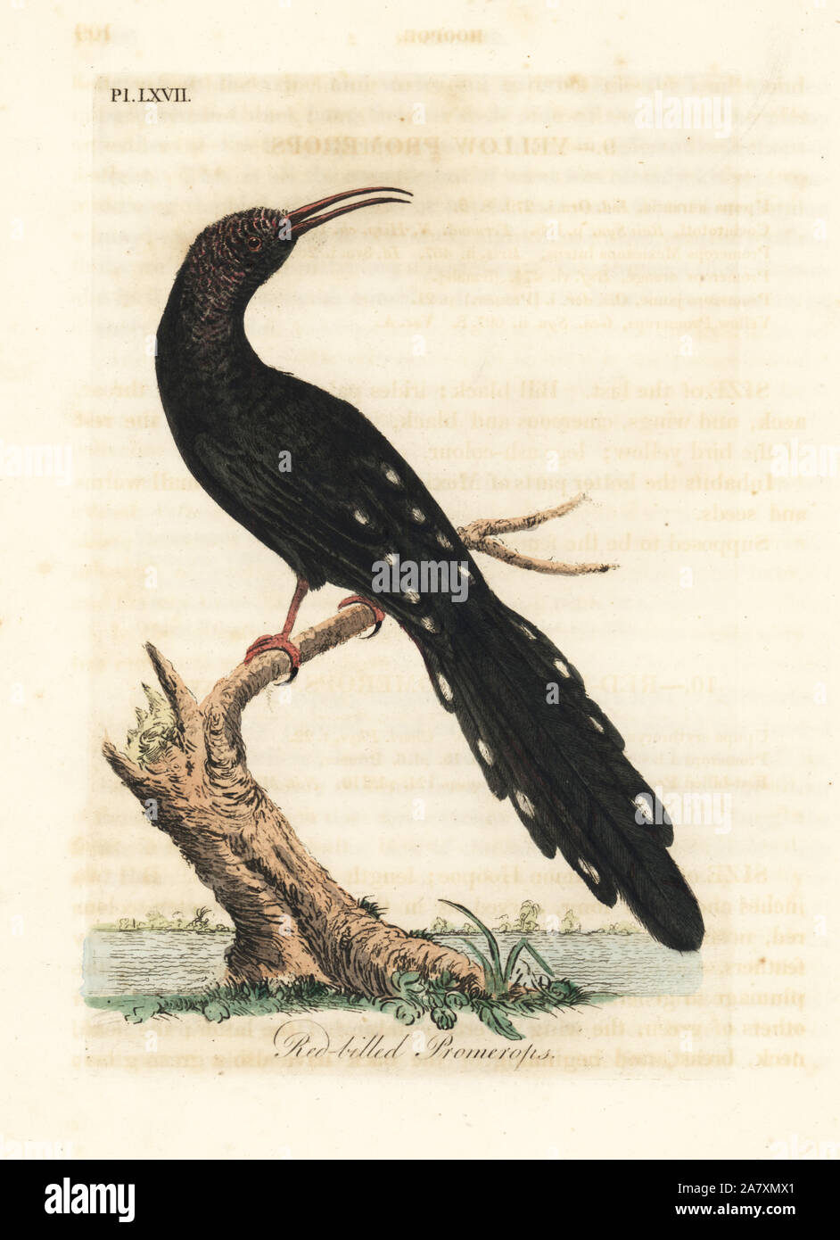 Green wood hoopoe, Phoeniculus purpureus (Red-billed promerops, Upupa erythrorynchos). Handcoloured copperplate drawn and engraved by John Latham from his own A General History of Birds, Winchester, 1822. Stock Photo