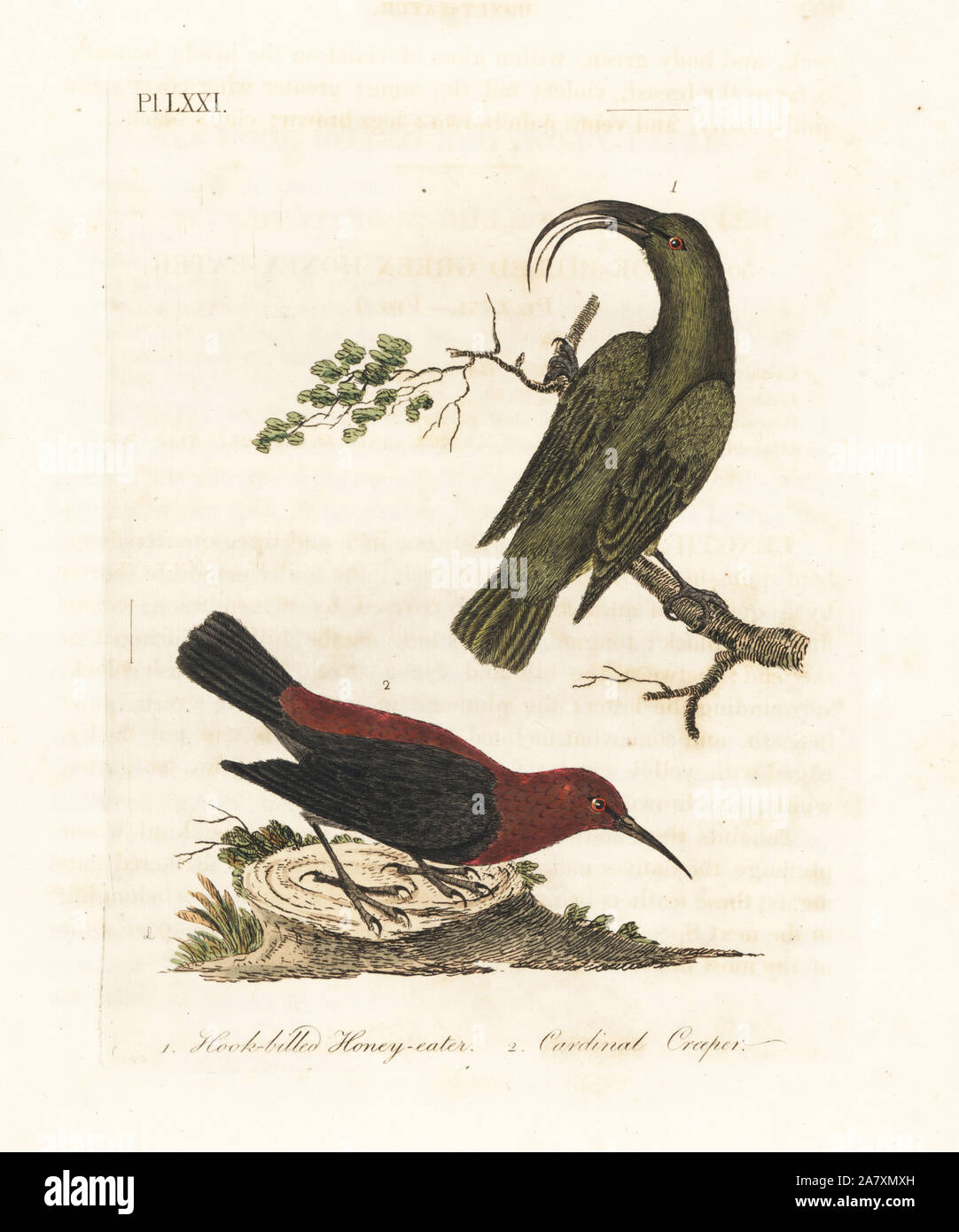 Lesser ʻakialoa, Hemignathus obscurus (extinct) and cardinal myzomela, Myzomela cardinalis. (Hook-billed green honey-eater, Certhia obscura, native to Hawaii, and cardinal honey-eater, Certhia cardinalis, native to Tanna, Vanuatu.) Handcoloured copperplate drawn and engraved by John Latham from his own A General History of Birds, Winchester, 1822. Stock Photo