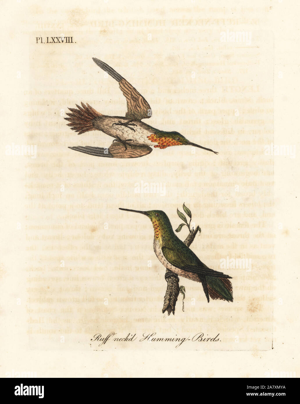Rufous hummingbird, Selasphorus rufus (Ruff-necked hummingbird, Trochilus collaris). Male and female. Handcoloured copperplate drawn and engraved by John Latham from his own A General History of Birds, Winchester, 1822. Stock Photo