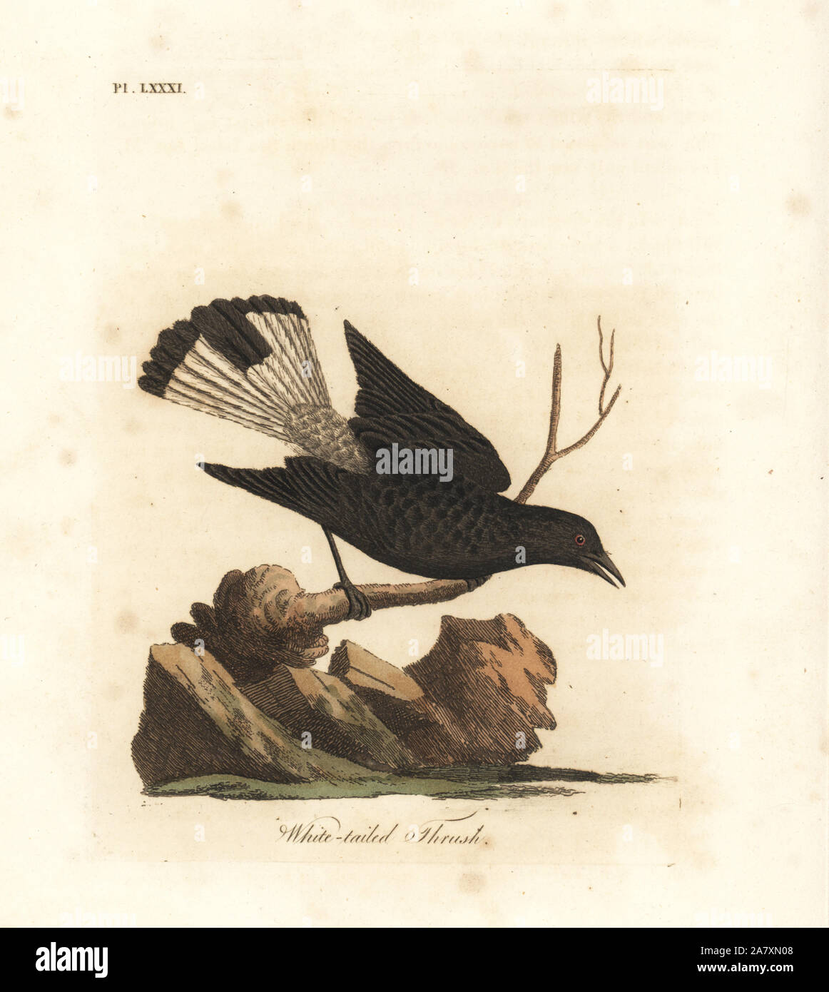 Black wheatear, Oenanthe leucura (White tailed thrush, Turdus leucurus). Handcoloured copperplate drawn and engraved by John Latham from his own A General History of Birds, Winchester, 1822. Stock Photo