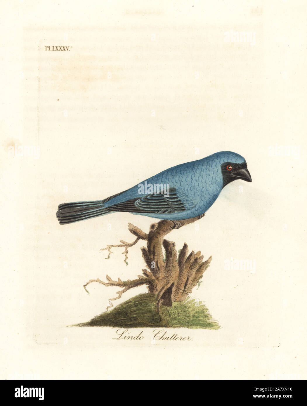 Lindo chatterer. Perhaps the swallow tanager, Tersina viridis, but with the under part of the body blue, not white. Handcoloured copperplate drawn and engraved by John Latham from his own A General History of Birds, Winchester, 1822. Stock Photo