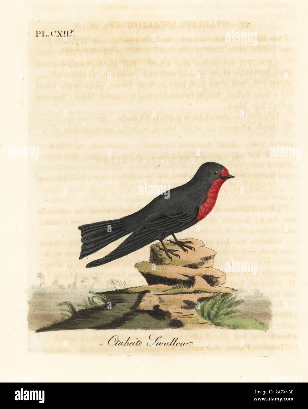 Pacific swallow, Hirundo tahitica (Otaheite swallow, Hirundo tahitiae). Handcoloured copperplate drawn and engraved by John Latham from his own A General History of Birds, Winchester, 1823. Stock Photo