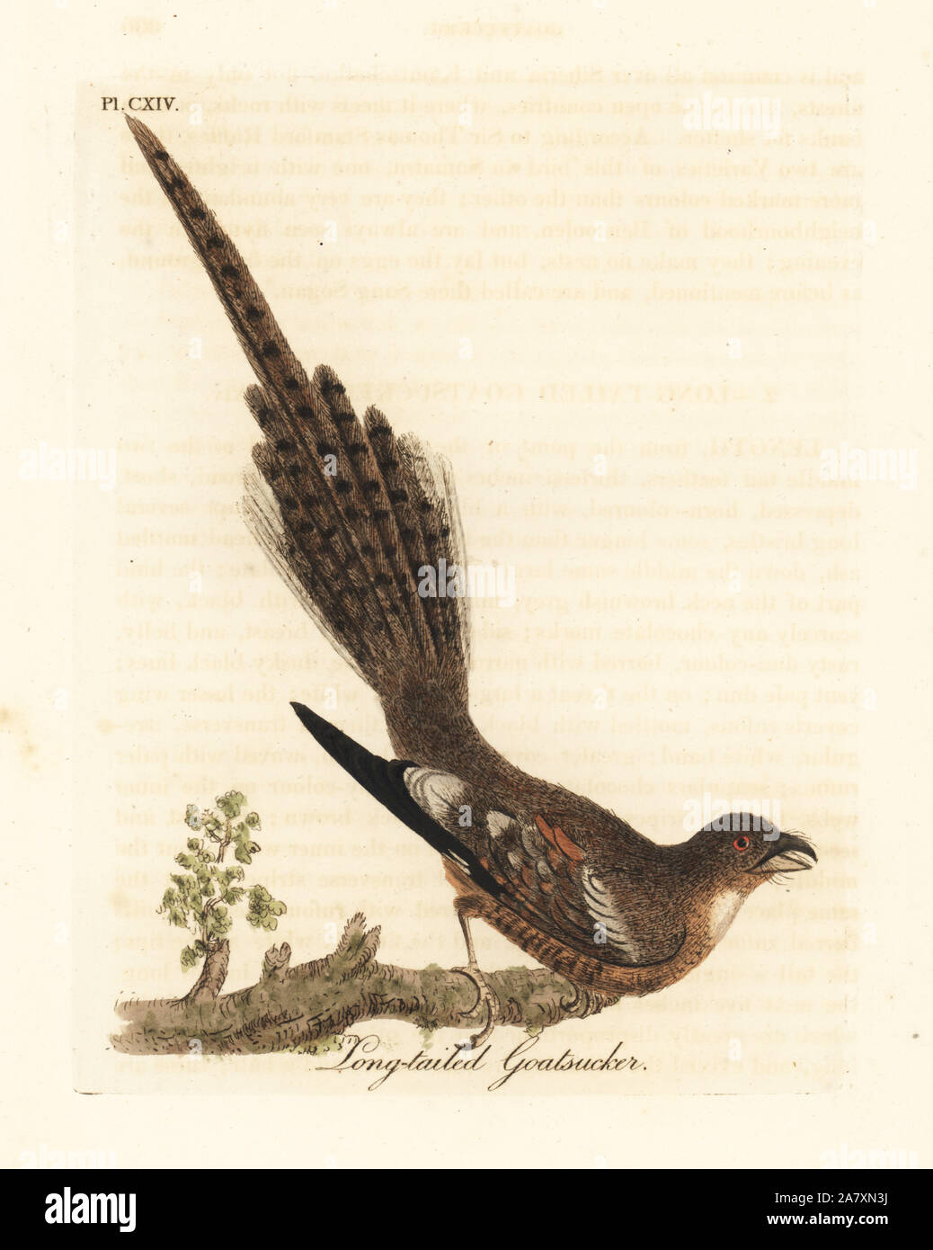 Long-tailed nightjar, Caprimulgus climacurus (Long-tailed goatsucker). Handcoloured copperplate drawn and engraved by John Latham from his own A General History of Birds, Winchester, 1823. Stock Photo