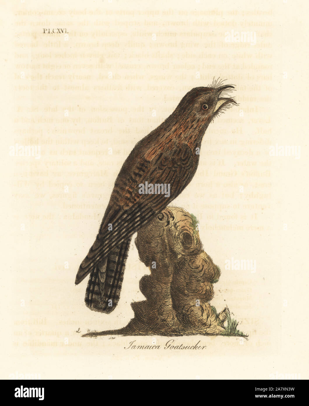 Northern potoo, Nyctibius jamaicensis (Jamaican goatsucker, Caprimulgus jamaicensis). Handcoloured copperplate drawn and engraved by John Latham from his own A General History of Birds, Winchester, 1823. Stock Photo