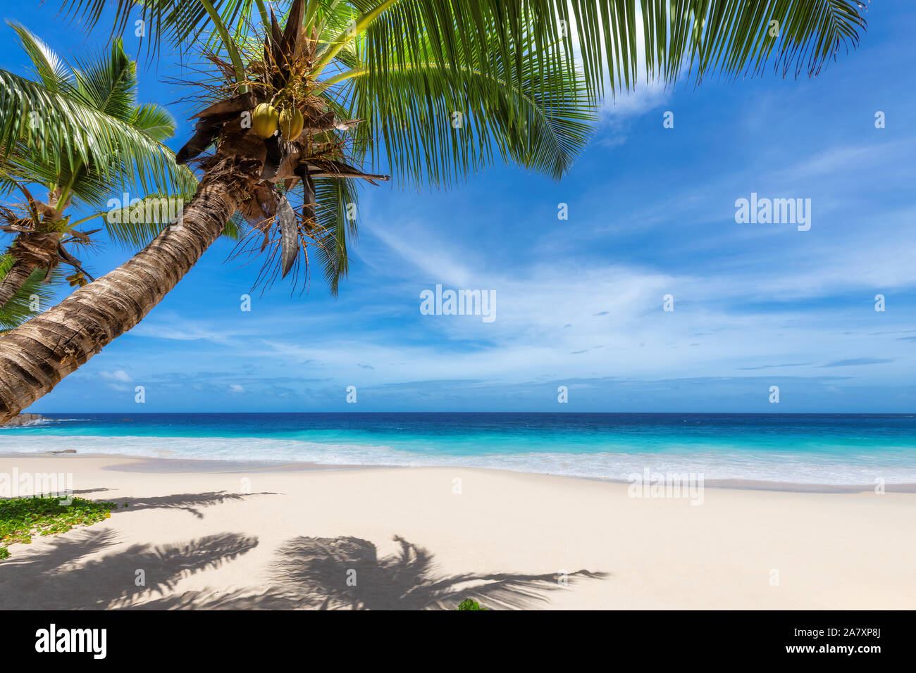 Coconut palm trees on paradise beach Stock Photo