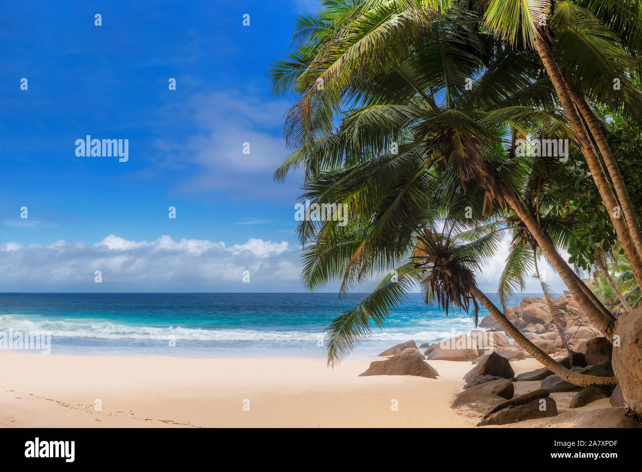 Exotic beach with coconut palm trees Stock Photo
