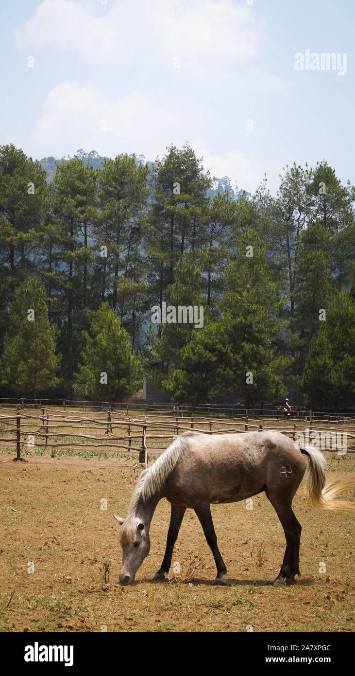 a lonely horse eating grass alone Stock Photo Alamy