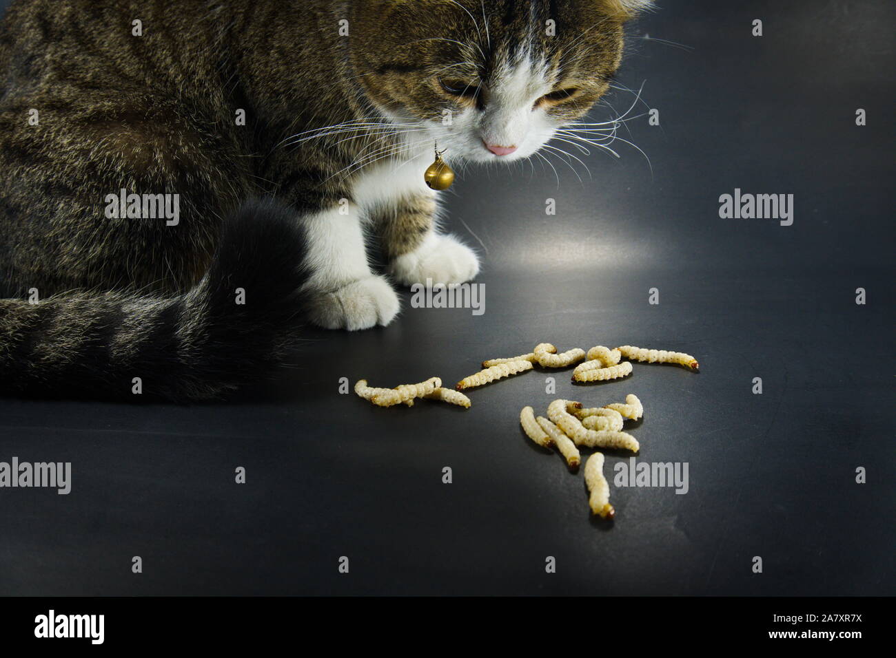 A cat looking at the Bamboo worm on black background, use as scary or Halloween background theme. Stock Photo