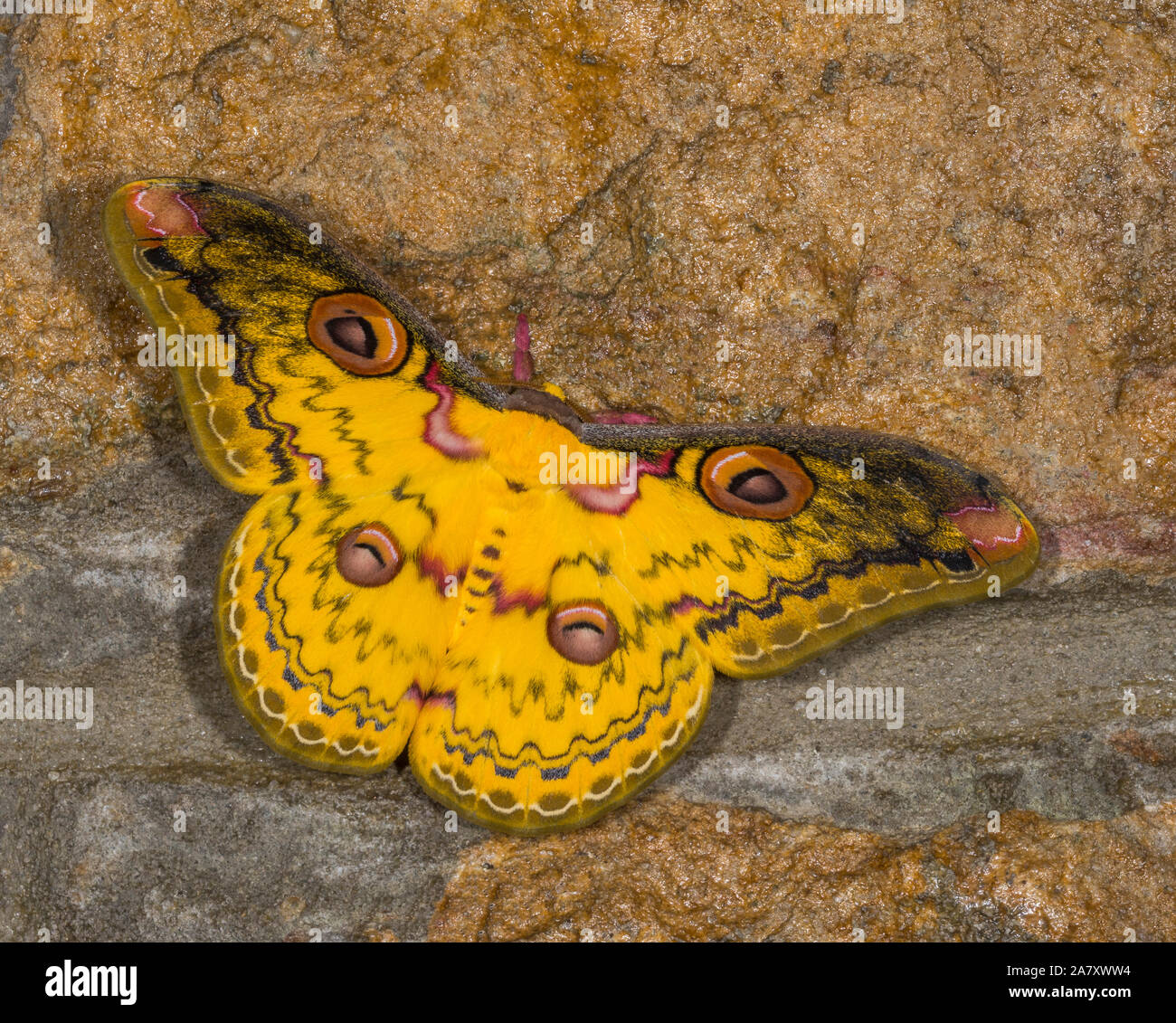 Golden Emperor Moth, Loepa katinka, Meghalaya, India Stock Photo