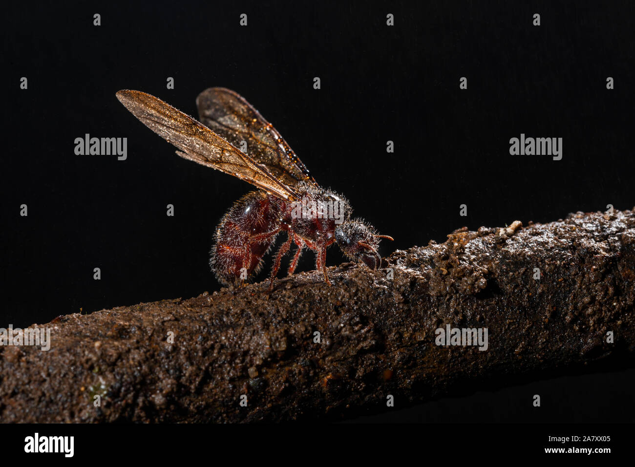 Ant with Wings, Malshej Ghat, maharashtra, India Stock Photo