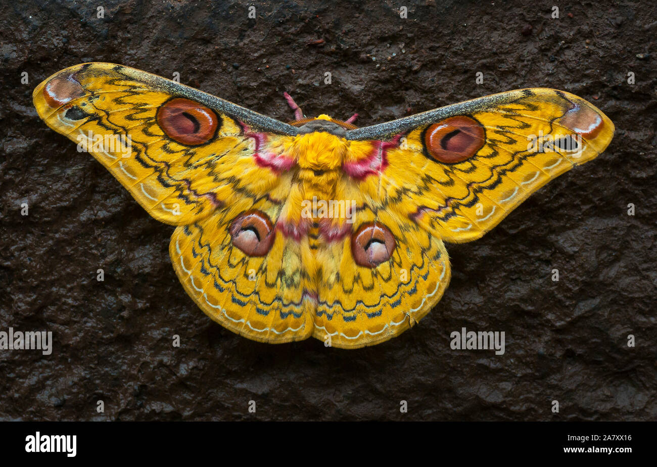 Golden Emperor Moth, Loepa katinka,  Bhandardara, Maharashtra, India Stock Photo