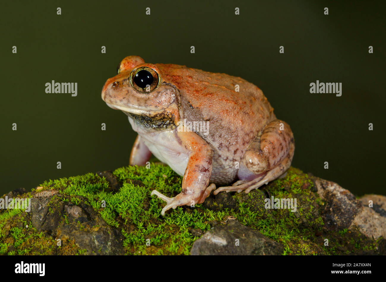 Burrowing Frog, Vasai, Maharashtra, India Stock Photo