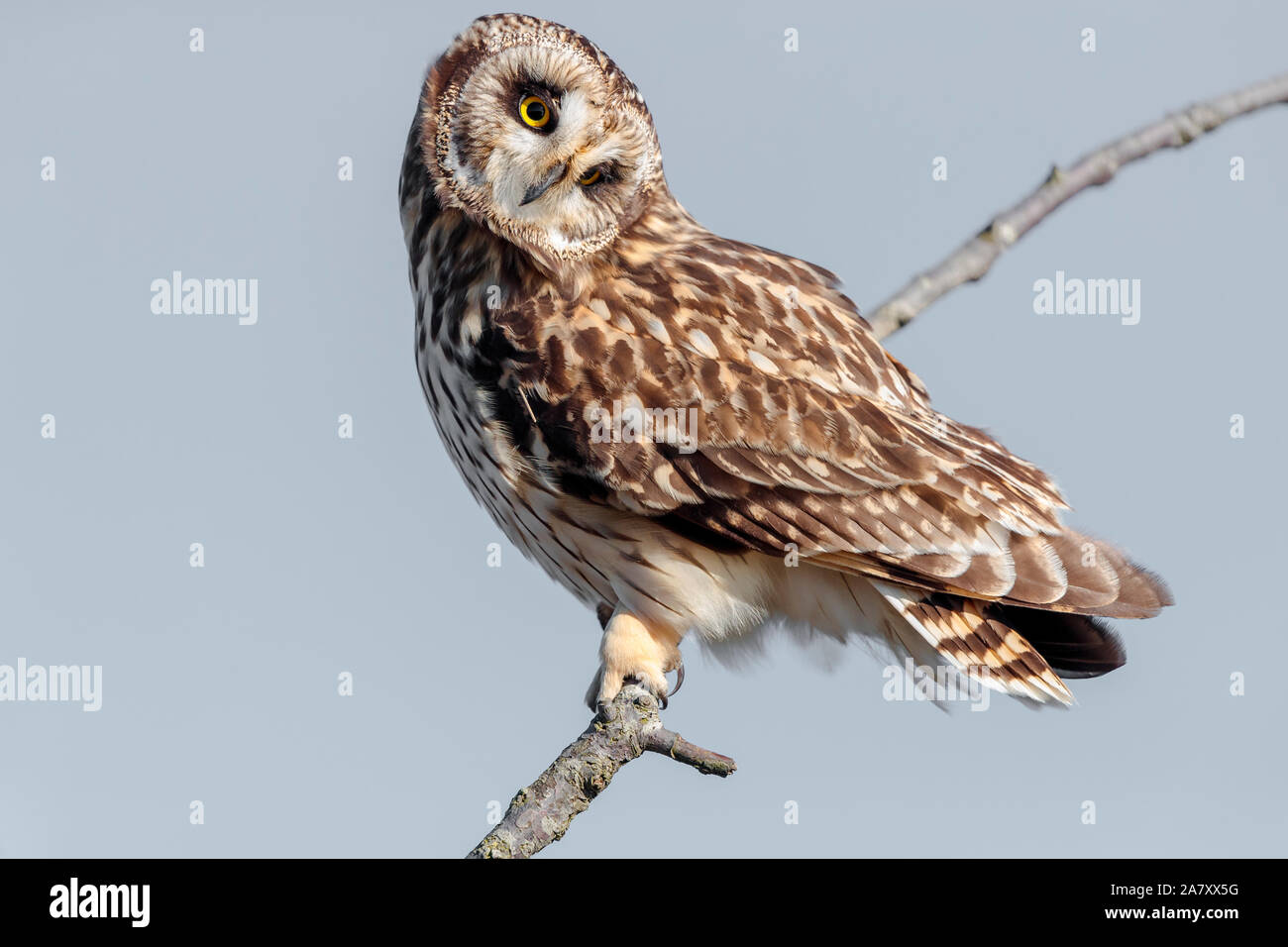 Cute Short eared posing for the camera with long eye lashes and cute face under the winter sun and clear skies Stock Photo