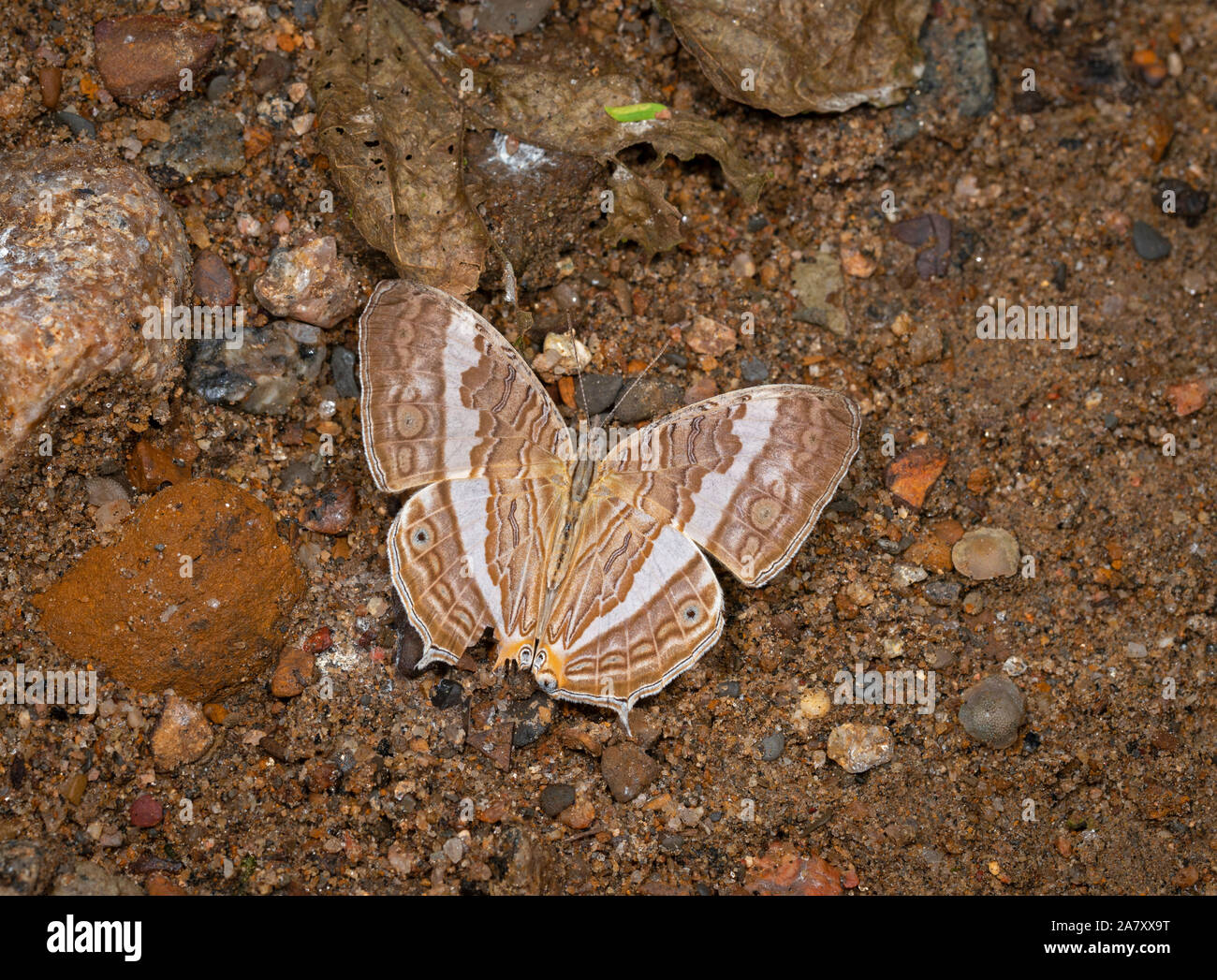 Marbeled Map Open Wing, Cyrestis cocles , Butterfly, Garo Hills, Meghalaya, India Stock Photo